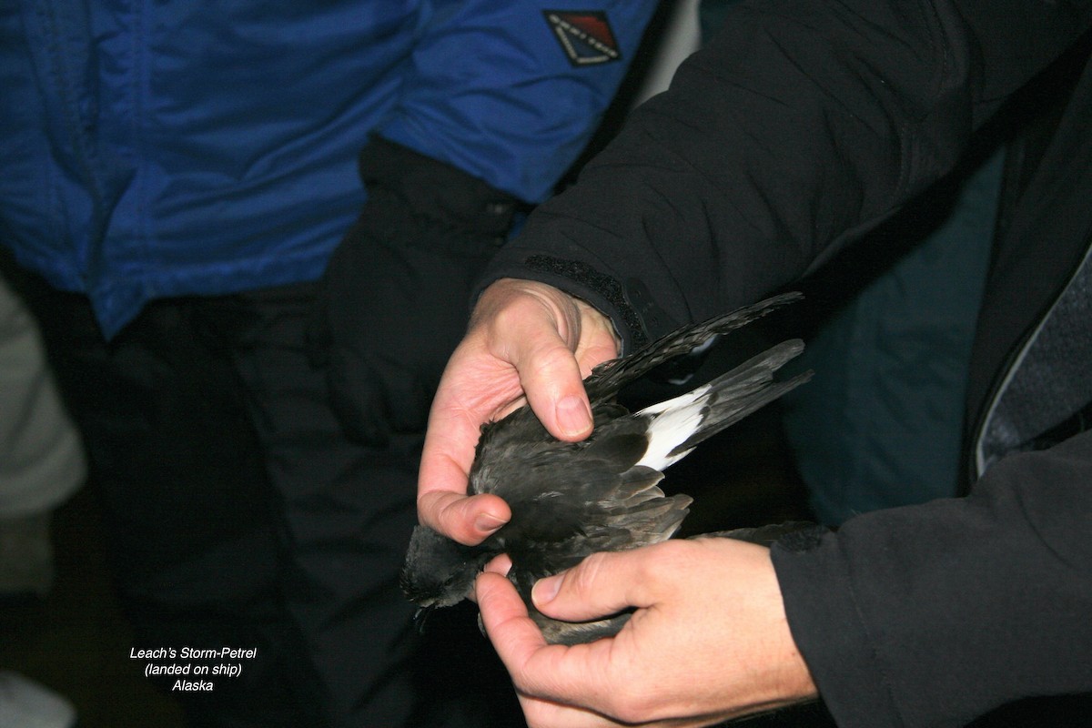 Leach's Storm-Petrel - ML531461611