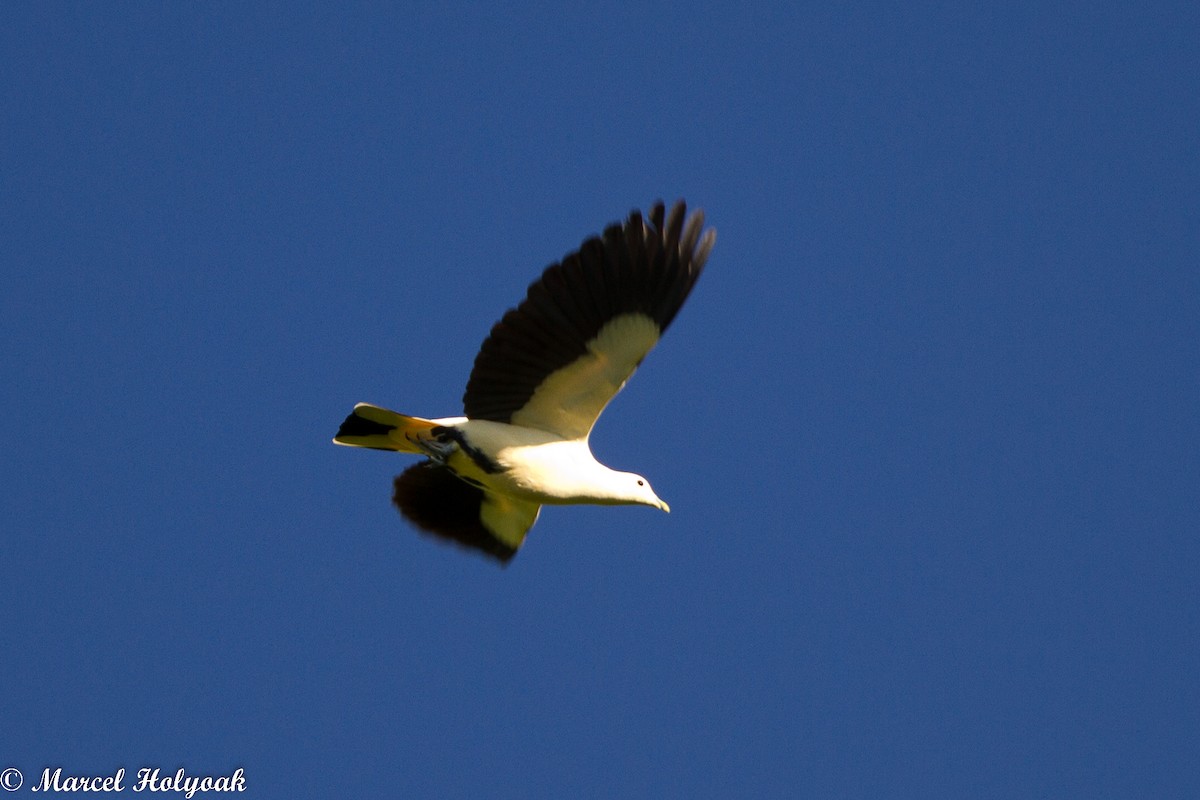 Silver-tipped Imperial-Pigeon - ML531462021