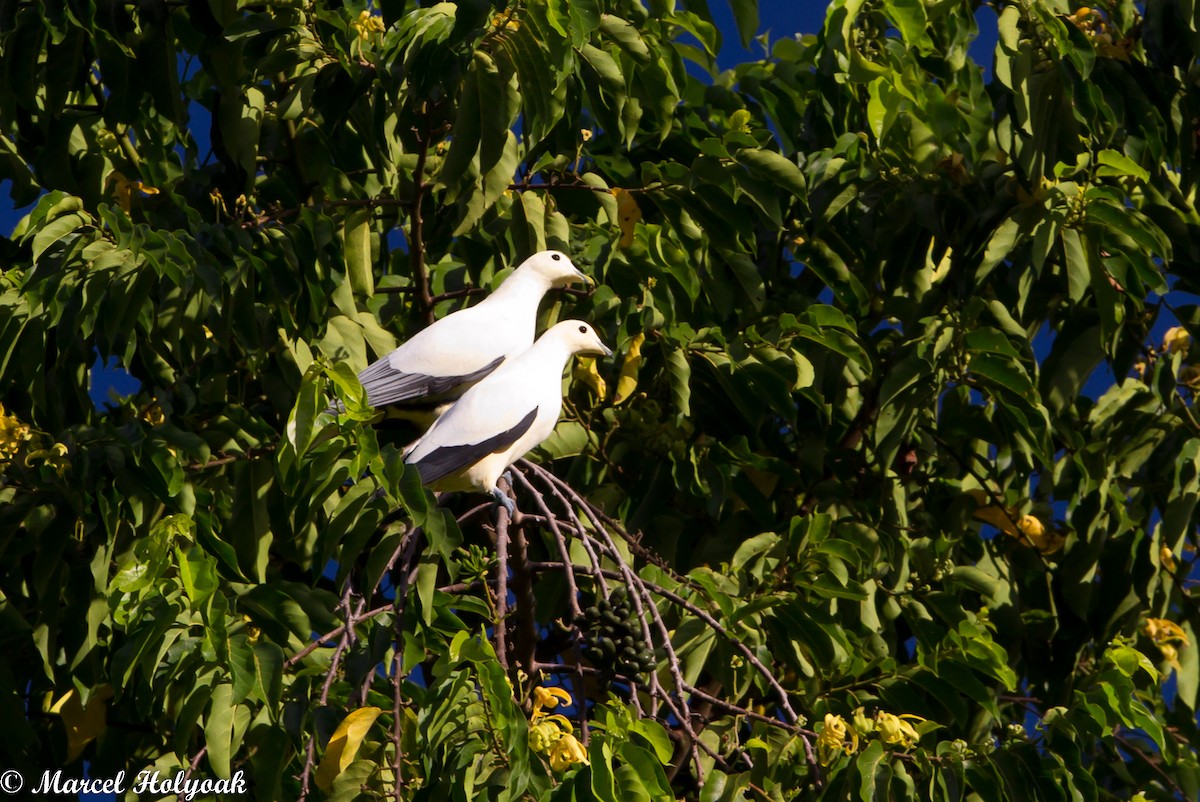 Silver-tipped Imperial-Pigeon - ML531462031