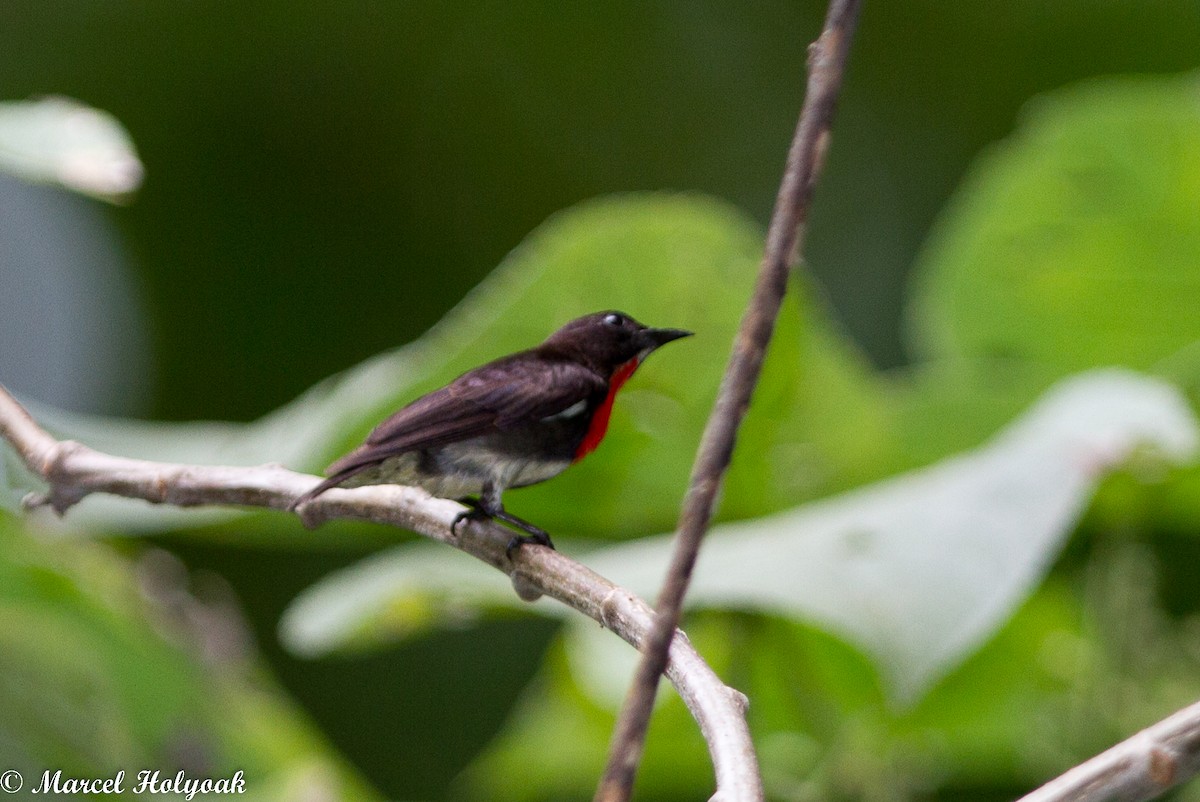 Gray-sided Flowerpecker - ML531465071