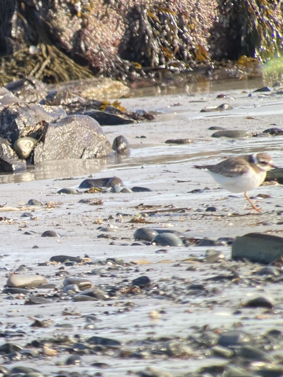 Common Ringed Plover - ML531465451