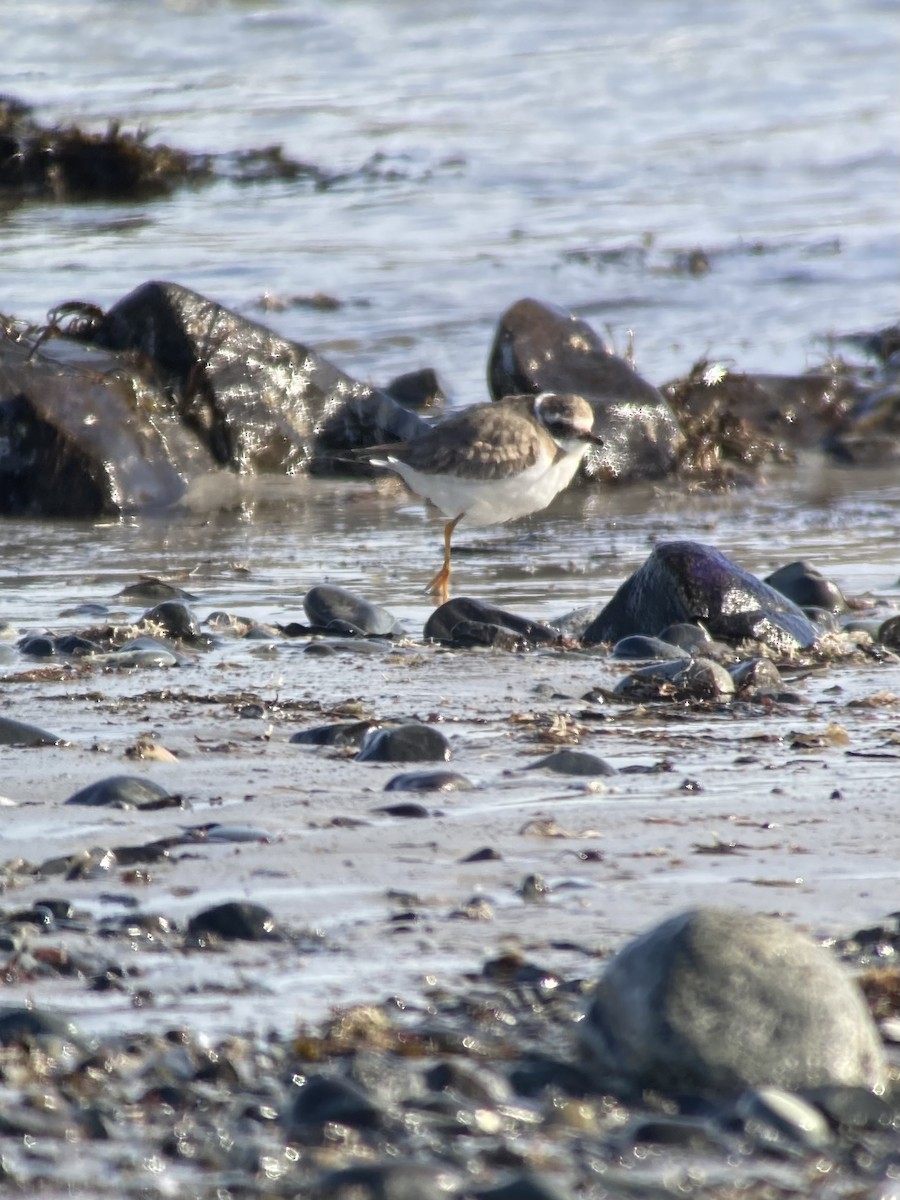 Common Ringed Plover - ML531465461