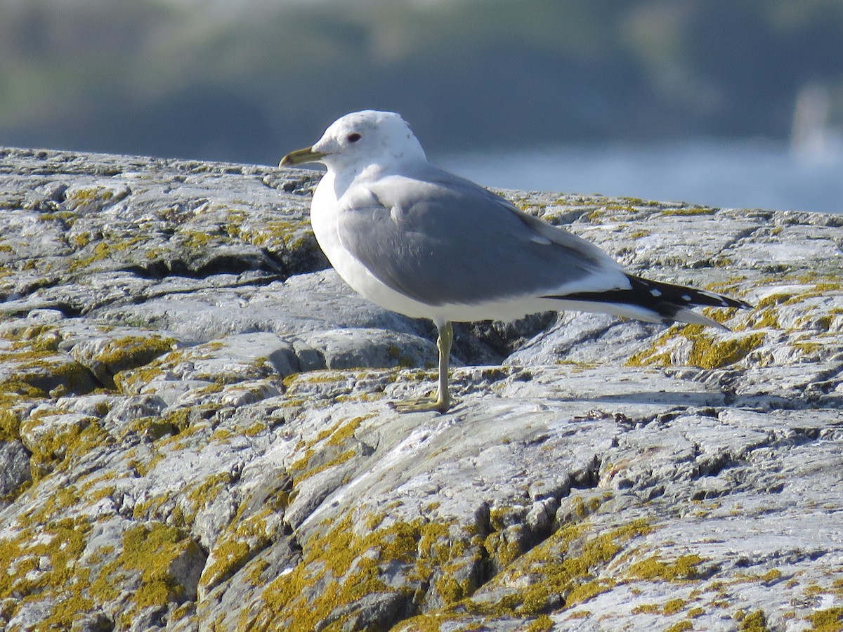 Common Gull (European) - Örjan Sjögren