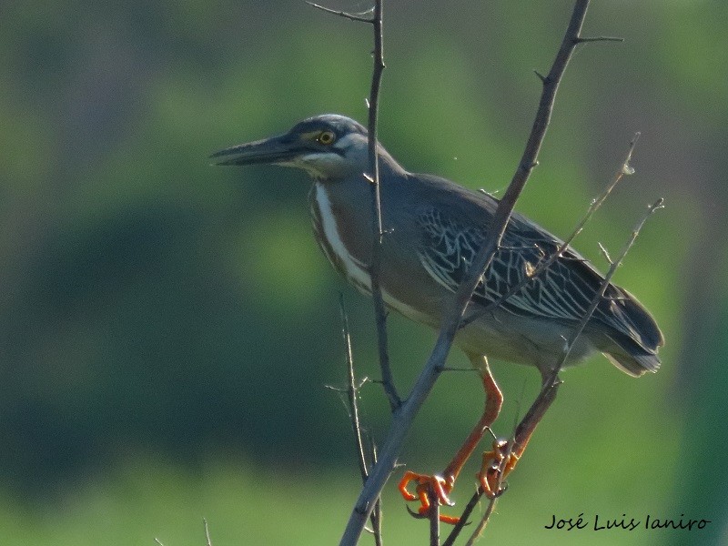 Striated Heron - ML531466351