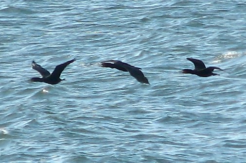 Double-crested Cormorant - ML531467011