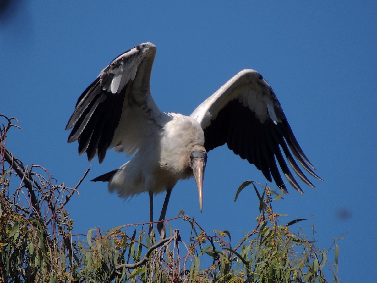 Wood Stork - Simón Pla García
