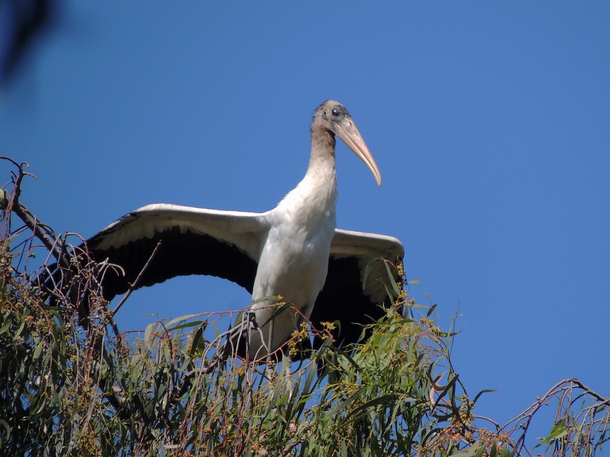 Wood Stork - ML531467201