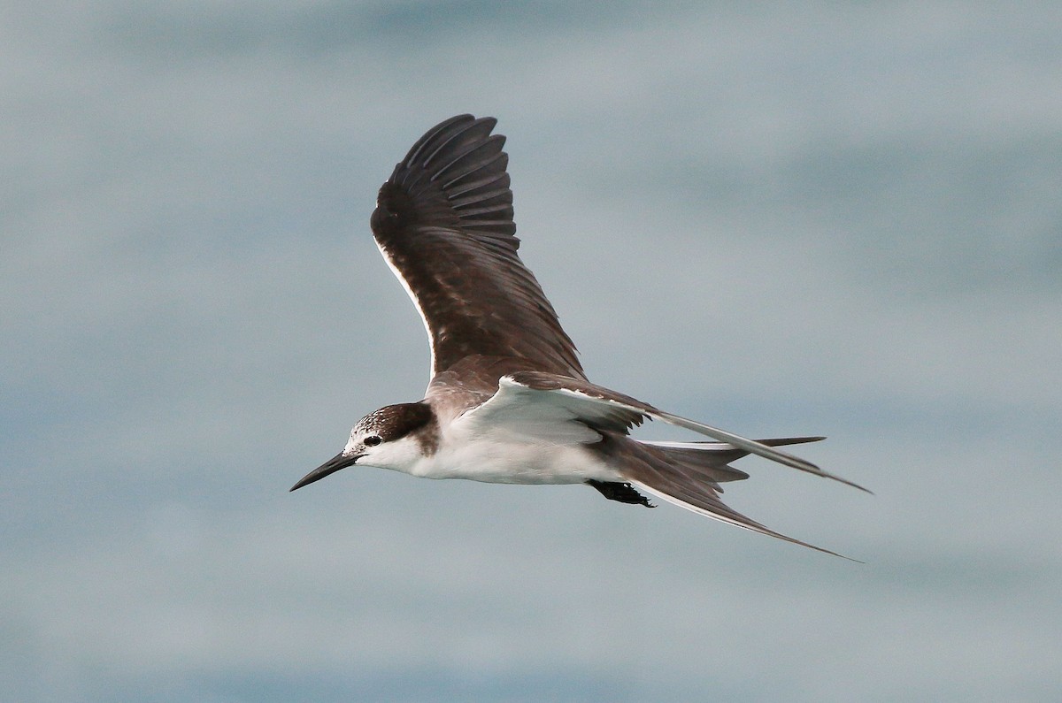 Bridled Tern - Neoh Hor Kee