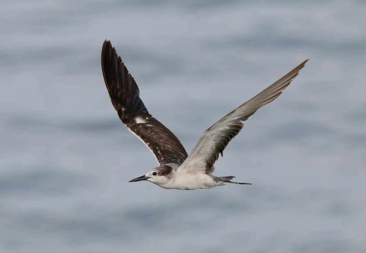 Bridled Tern - ML53146741