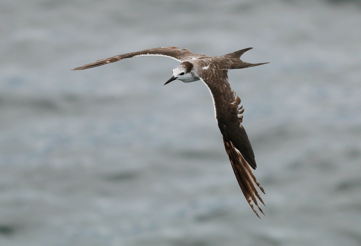 Bridled Tern - ML53146751