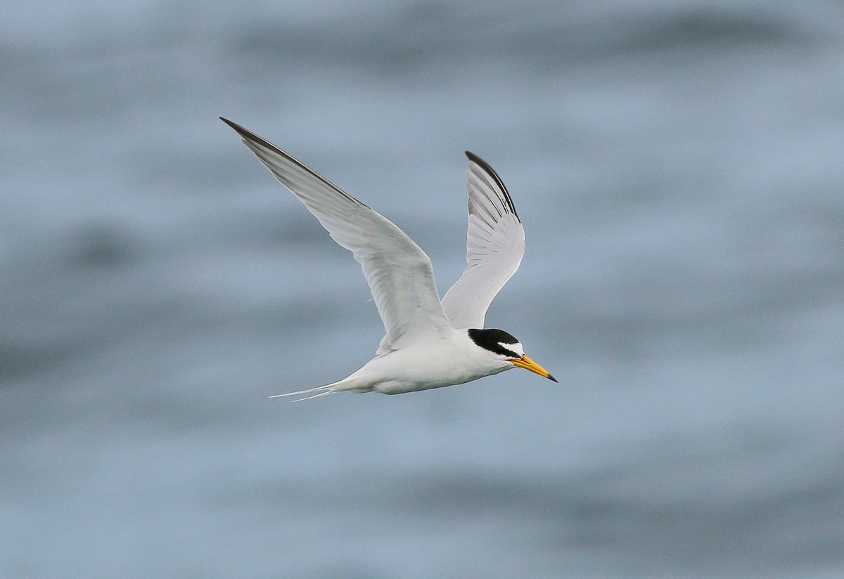 Little Tern - Neoh Hor Kee