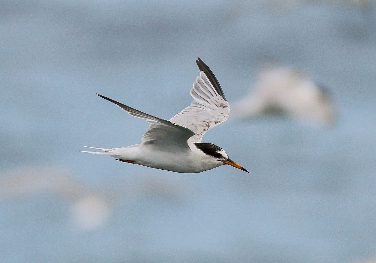 Little Tern - ML53146771