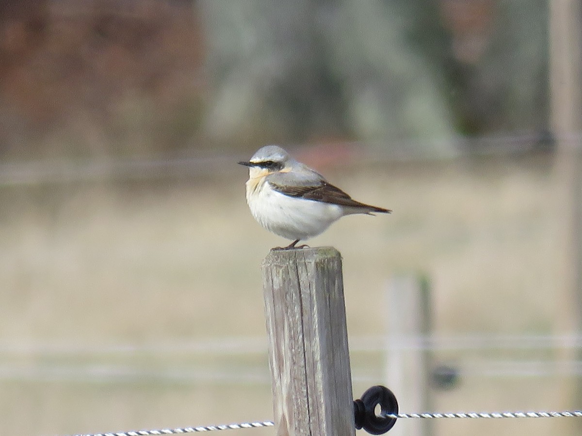 Northern Wheatear - Örjan Sjögren