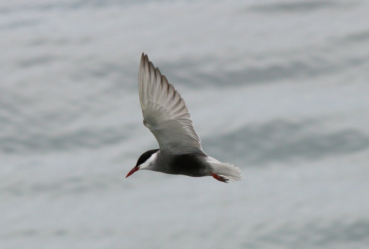 Whiskered Tern - ML53146861