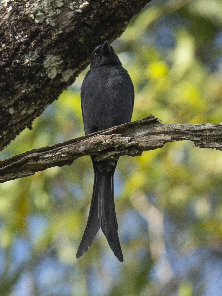 drongo kouřový - ML531468611