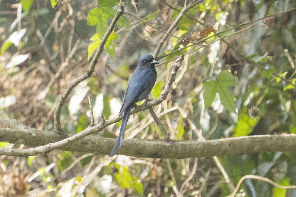 drongo kouřový - ML531468661