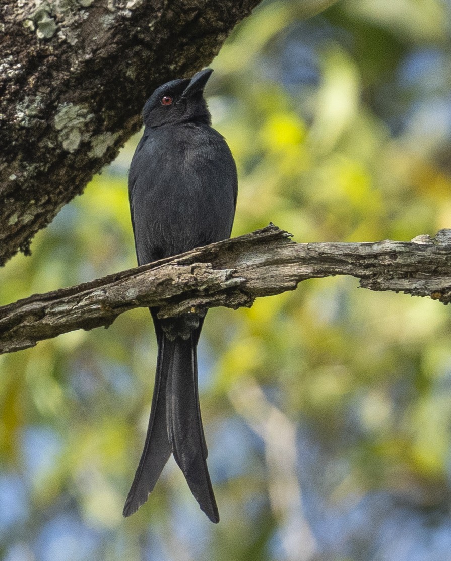 Ashy Drongo - ML531468931