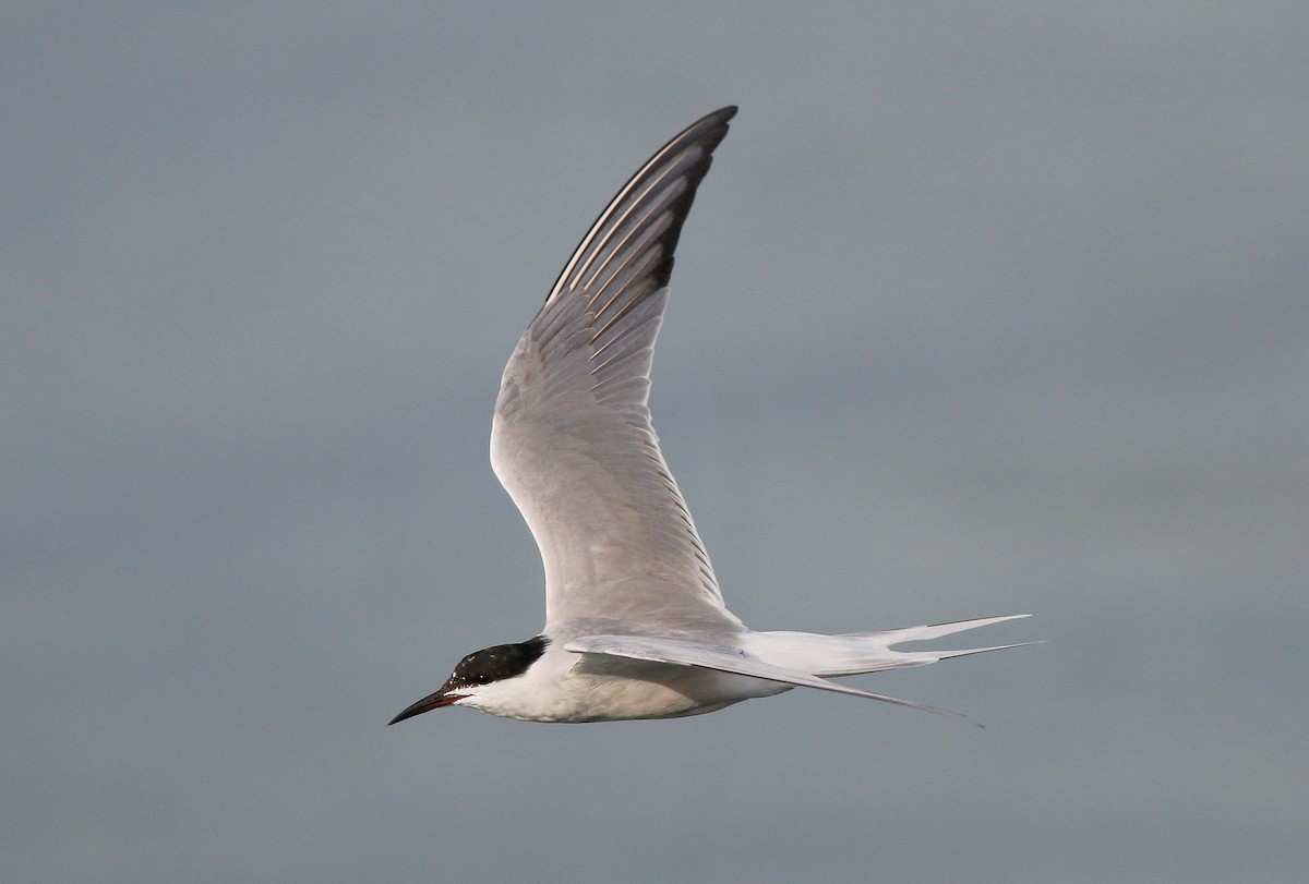 Common Tern - ML53146901