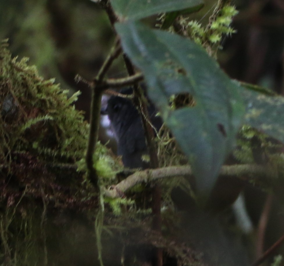 Pale-bellied Tapaculo - ML531469501