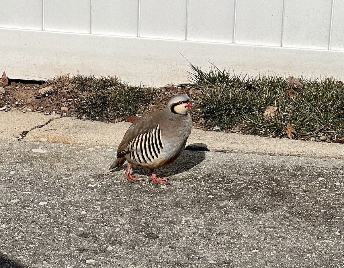 Chukar - ML531470501