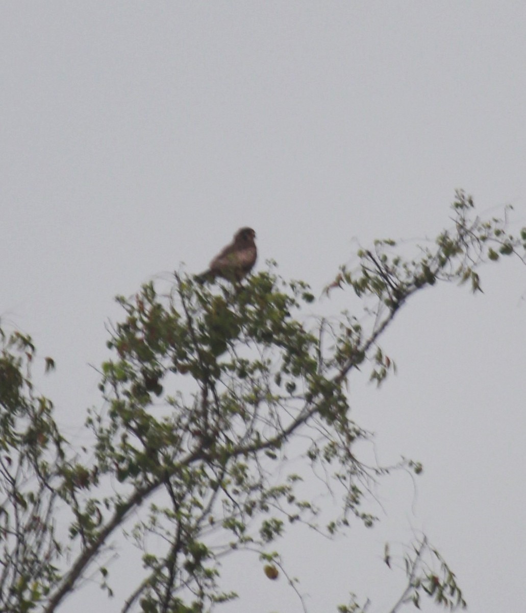 Eurasian Kestrel - ML531471991