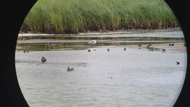 Little Stint - ML531472771