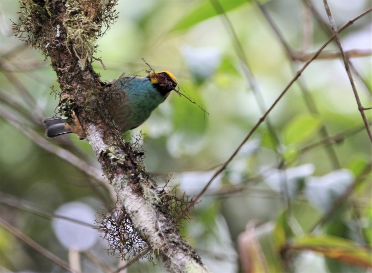 Saffron-crowned Tanager - ML531473271