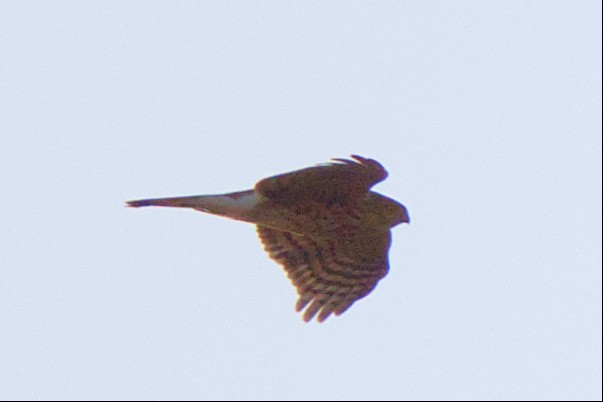 Sharp-shinned Hawk - ML531473461