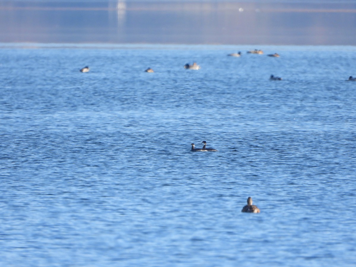 Horned Grebe - ML531473621