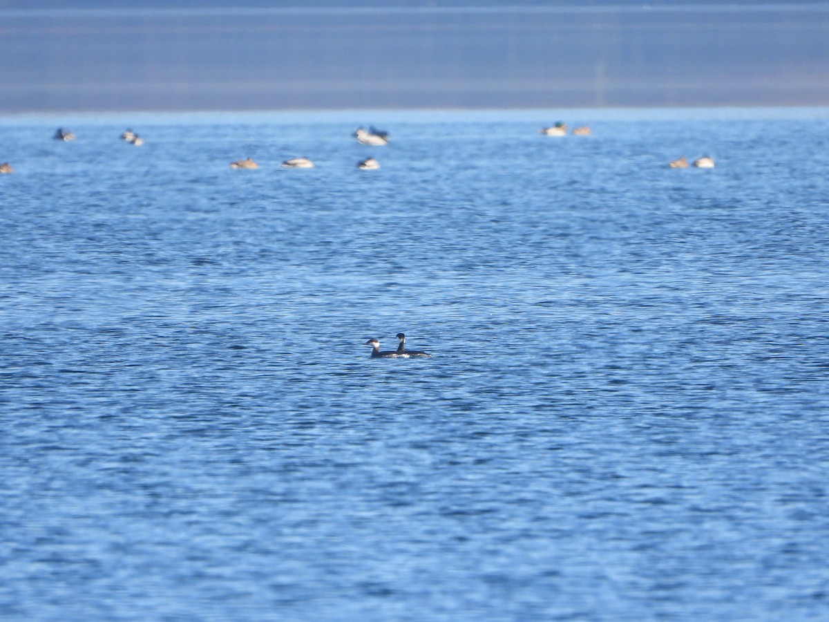 Horned Grebe - Fabio Consolino