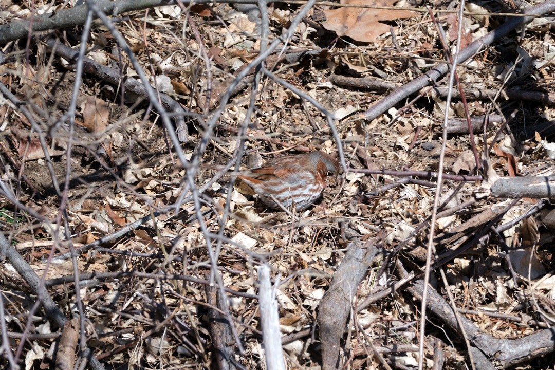 Fox Sparrow (Red) - ML531474231