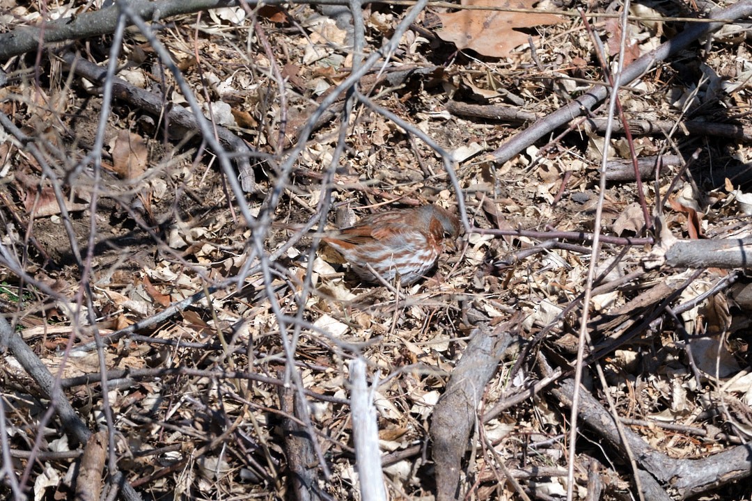 strnadec kaštanový (ssp. iliaca/zaboria) - ML531474231
