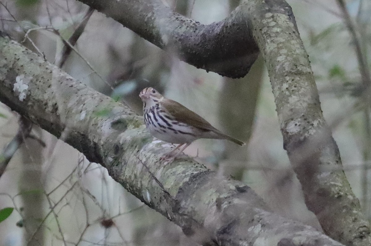 Ovenbird - ML531475281