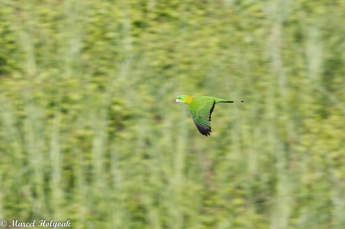 Yellow-breasted Racquet-tail - Marcel Holyoak