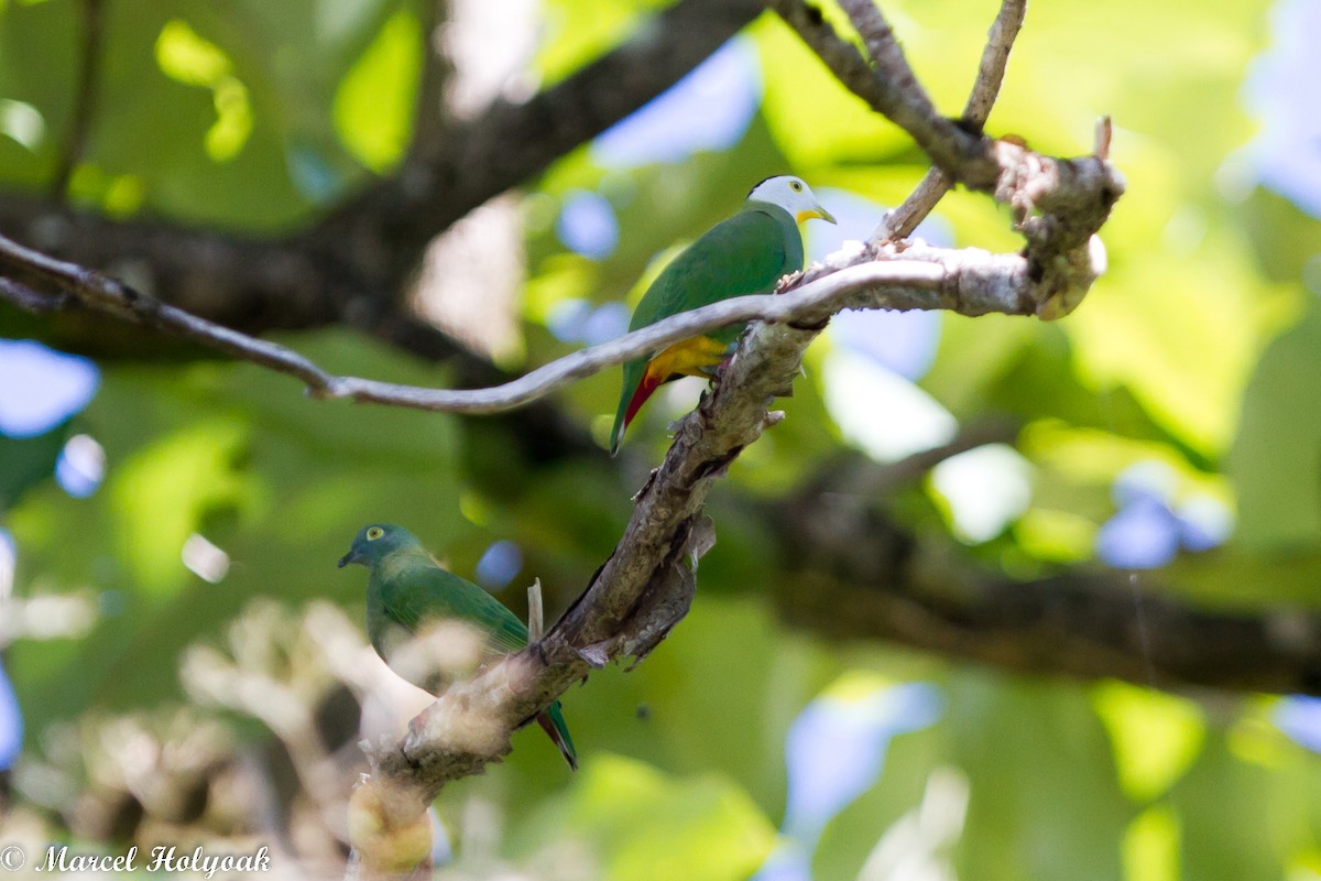 Black-naped Fruit-Dove - ML531475781