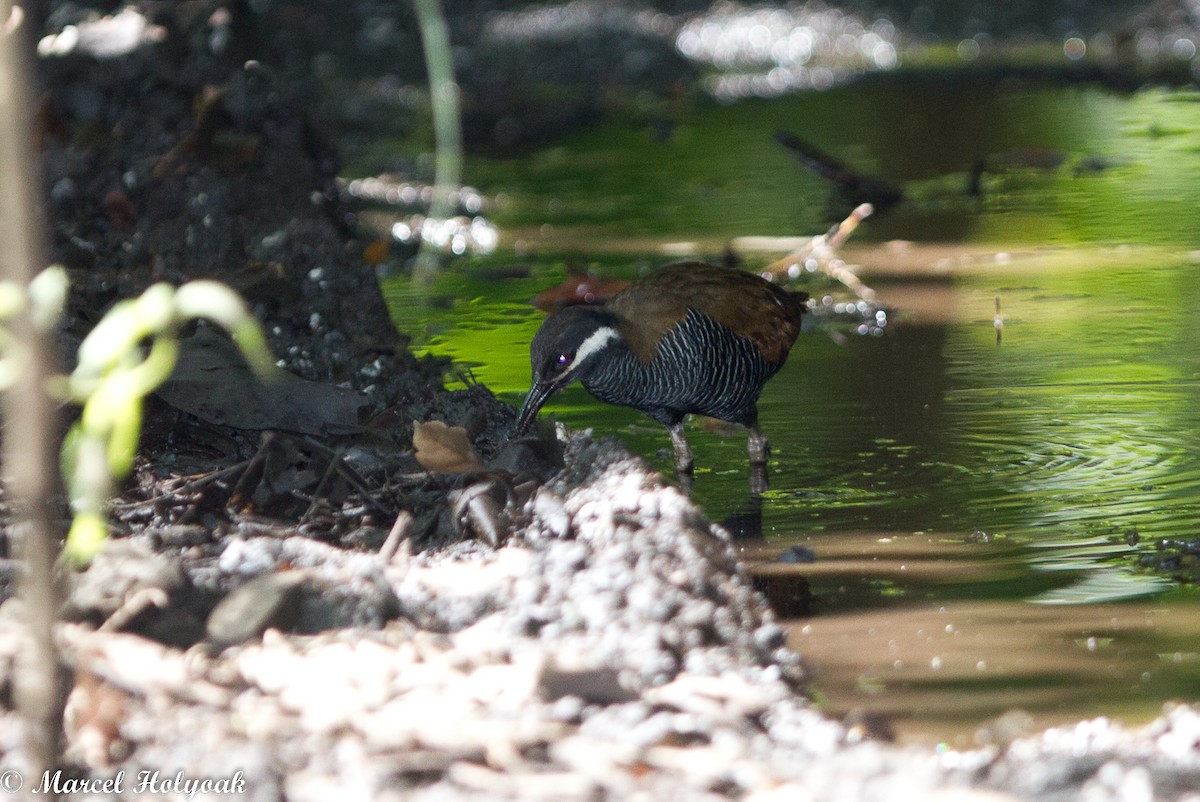 Barred Rail - ML531475881