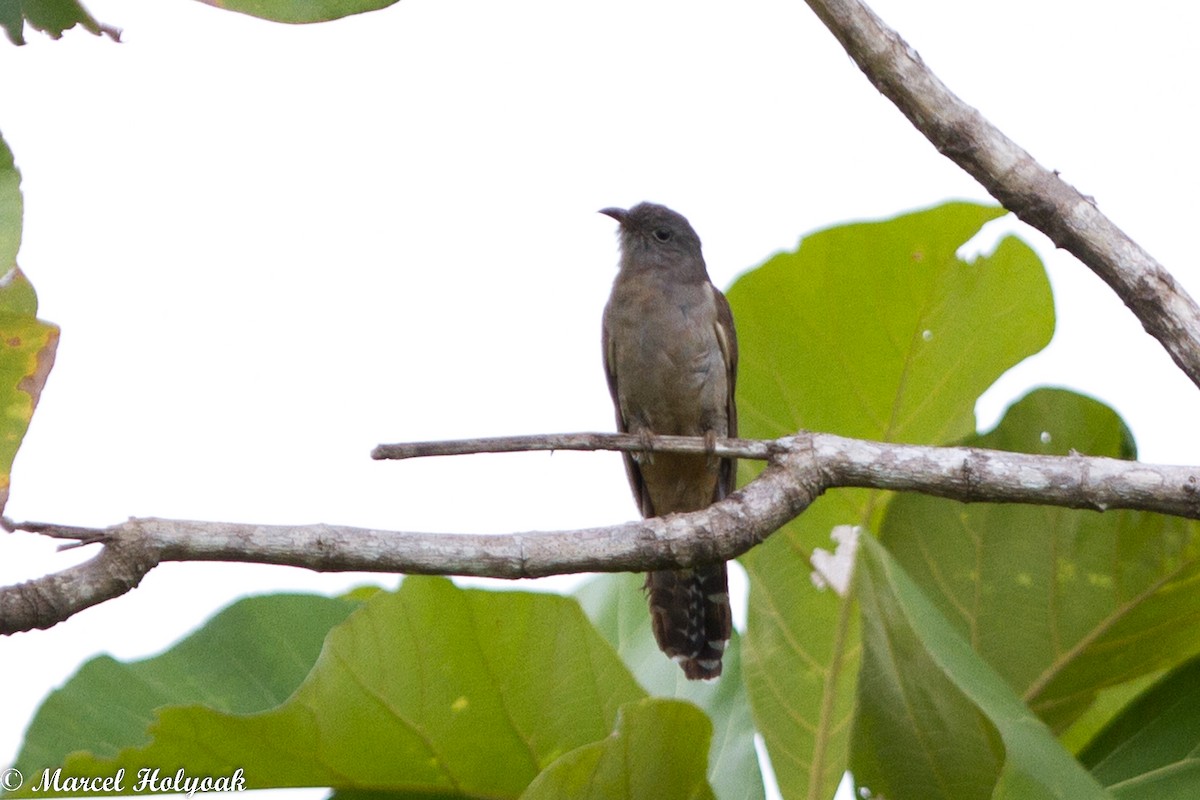 Brush Cuckoo - ML531478801