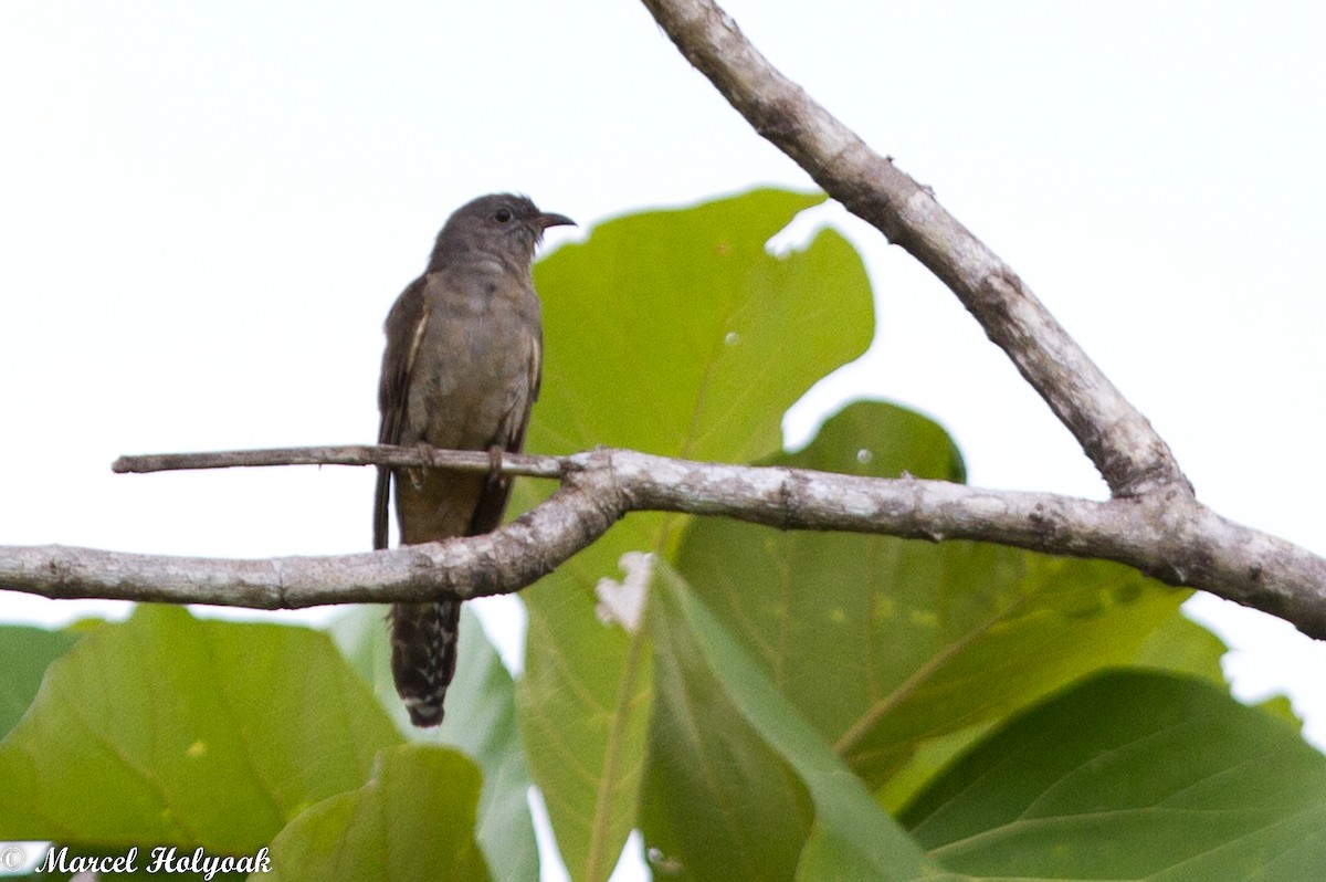 Brush Cuckoo - ML531478811