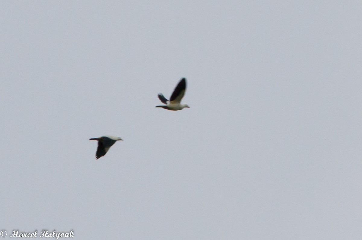 Pied Imperial-Pigeon - ML531479651