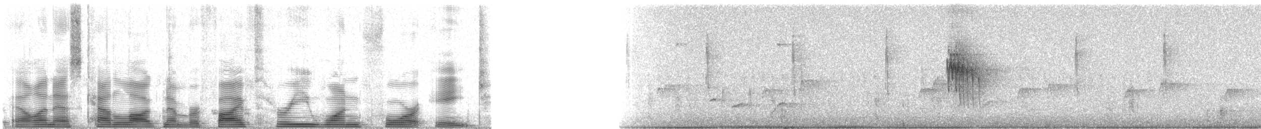 Weißstreifen-Baumsteiger - ML53148