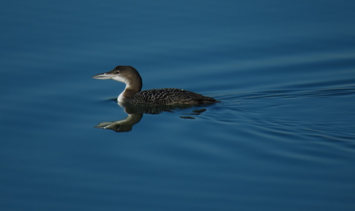 Common Loon - Juan Carlos Albero