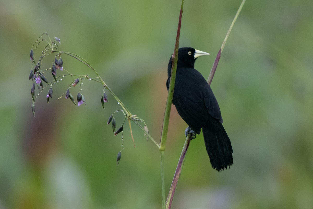 Yellow-billed Cacique - ML531480861