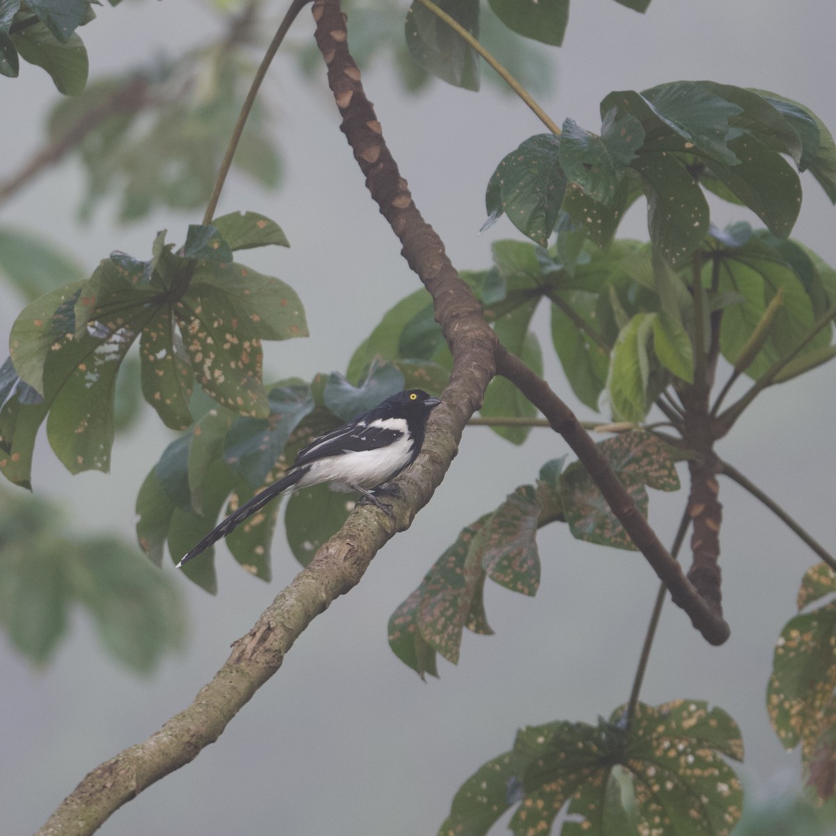 Magpie Tanager - ML531481391