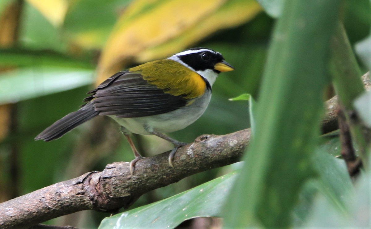 Pectoral Sparrow (Yellow-mandibled) - ML531481411