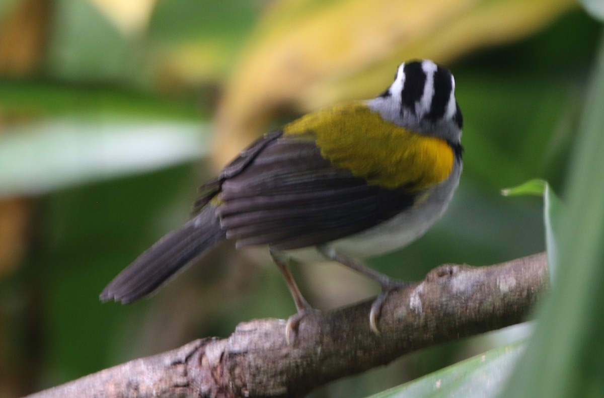Pectoral Sparrow (Yellow-mandibled) - ML531481431