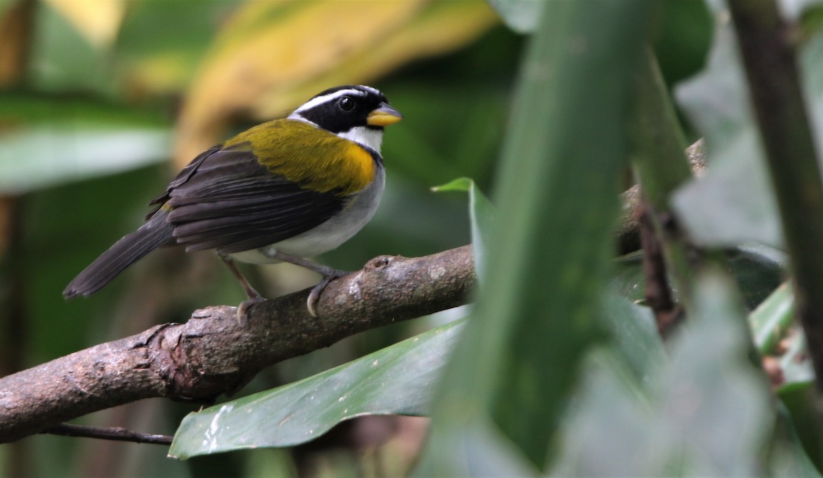 Pectoral Sparrow (Yellow-mandibled) - ML531481461