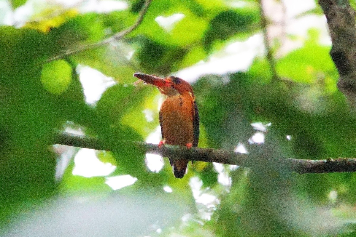 Martin-pêcheur à tête rousse - ML531481741