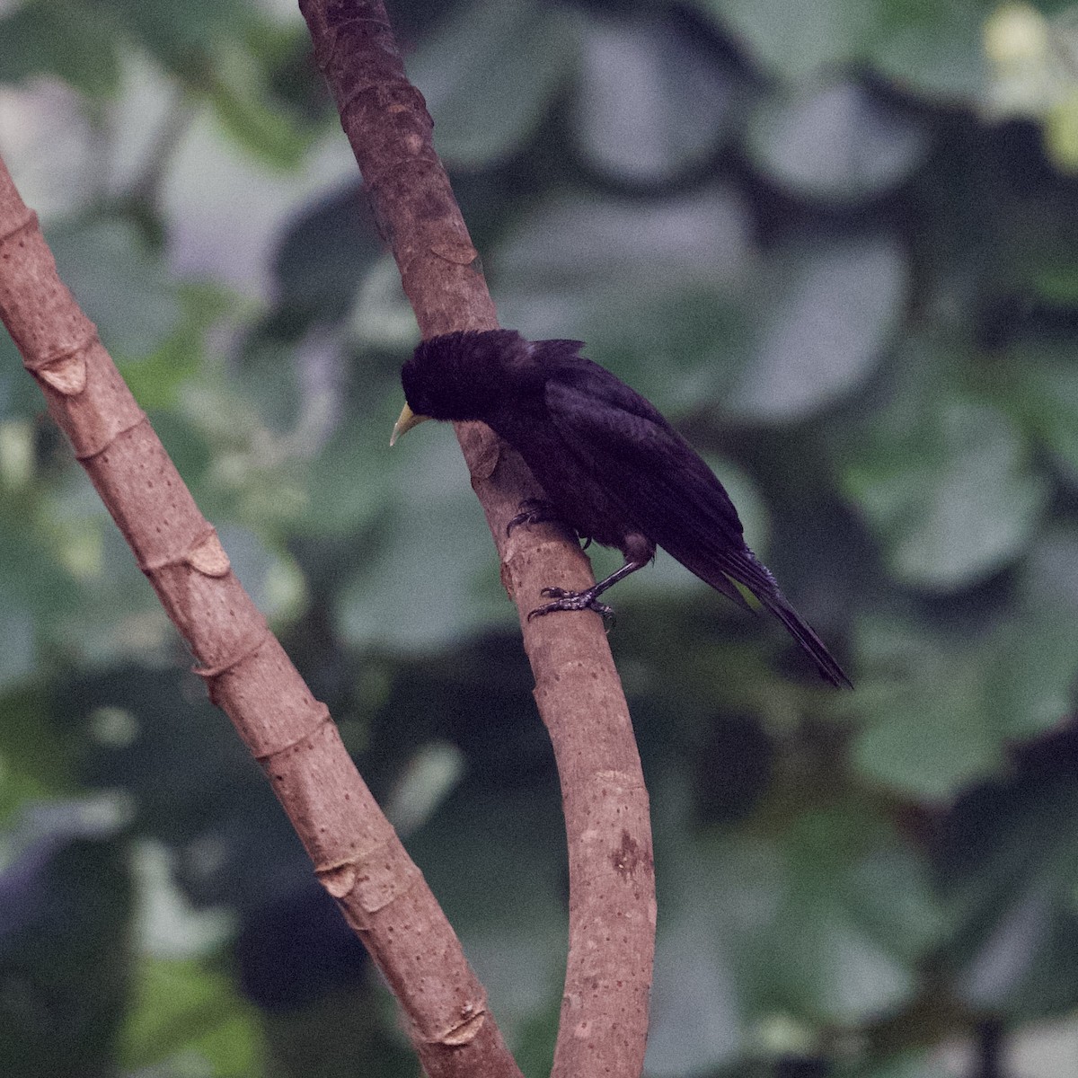 Red-rumped Cacique - ML531482671