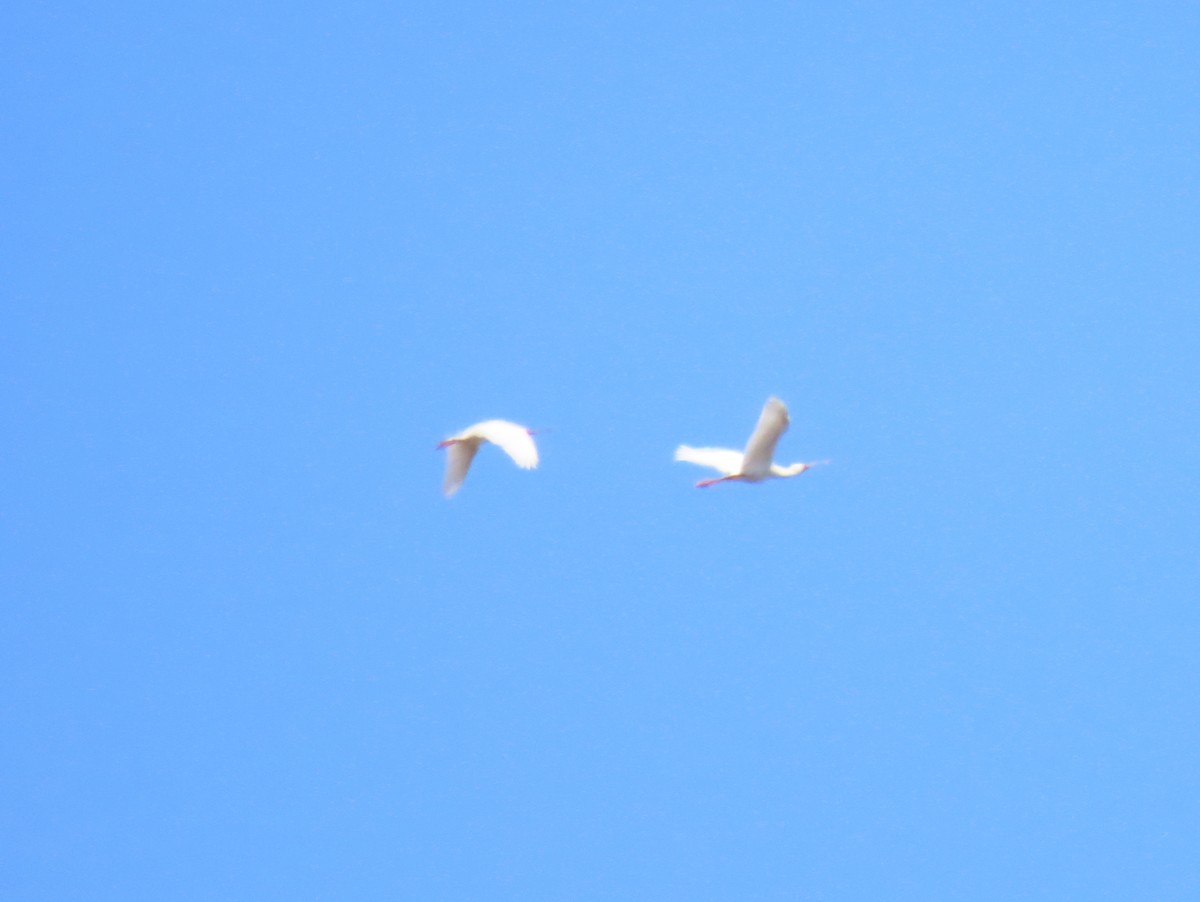 African Spoonbill - ML531483071