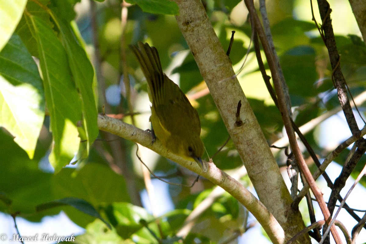 Halmahera Altınbülbülü - ML531483381